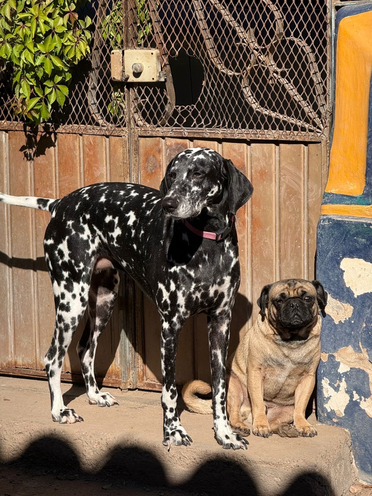 Dalmatian and pug — current residents