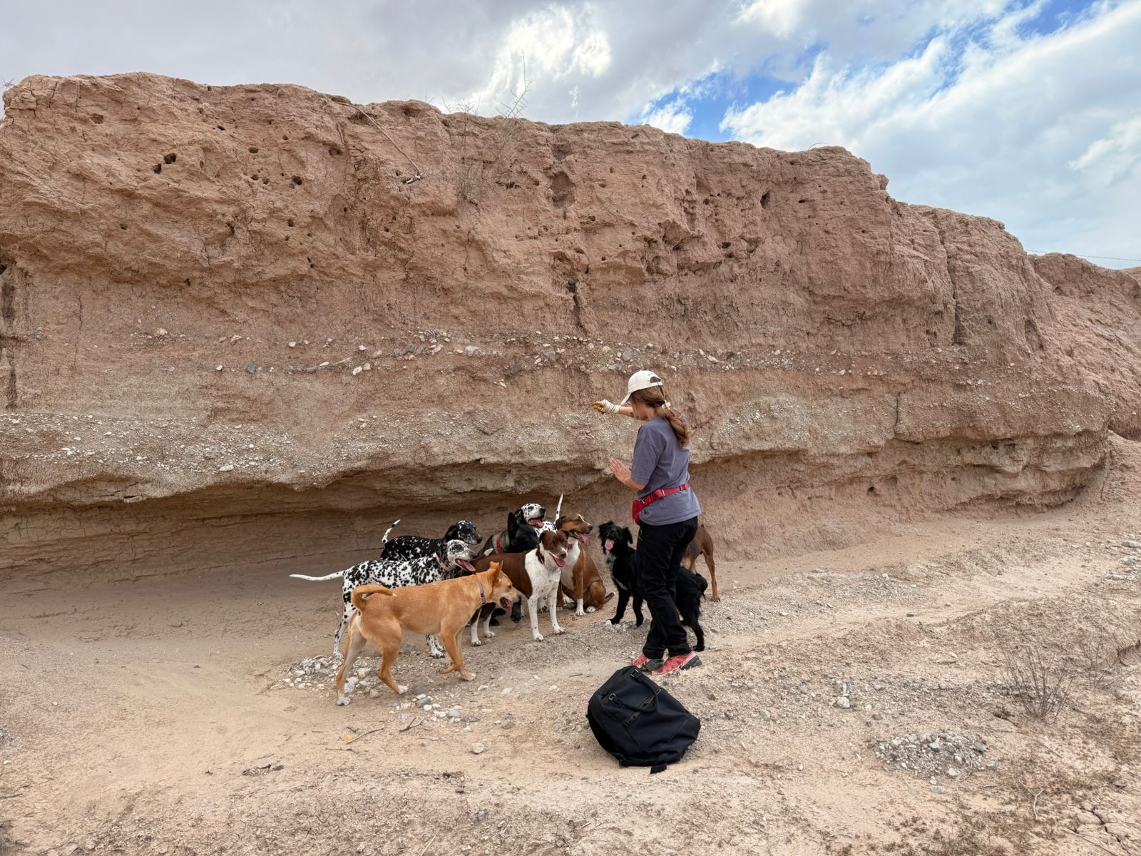 Volunteer walking the rescue pack in the Sonoran desert