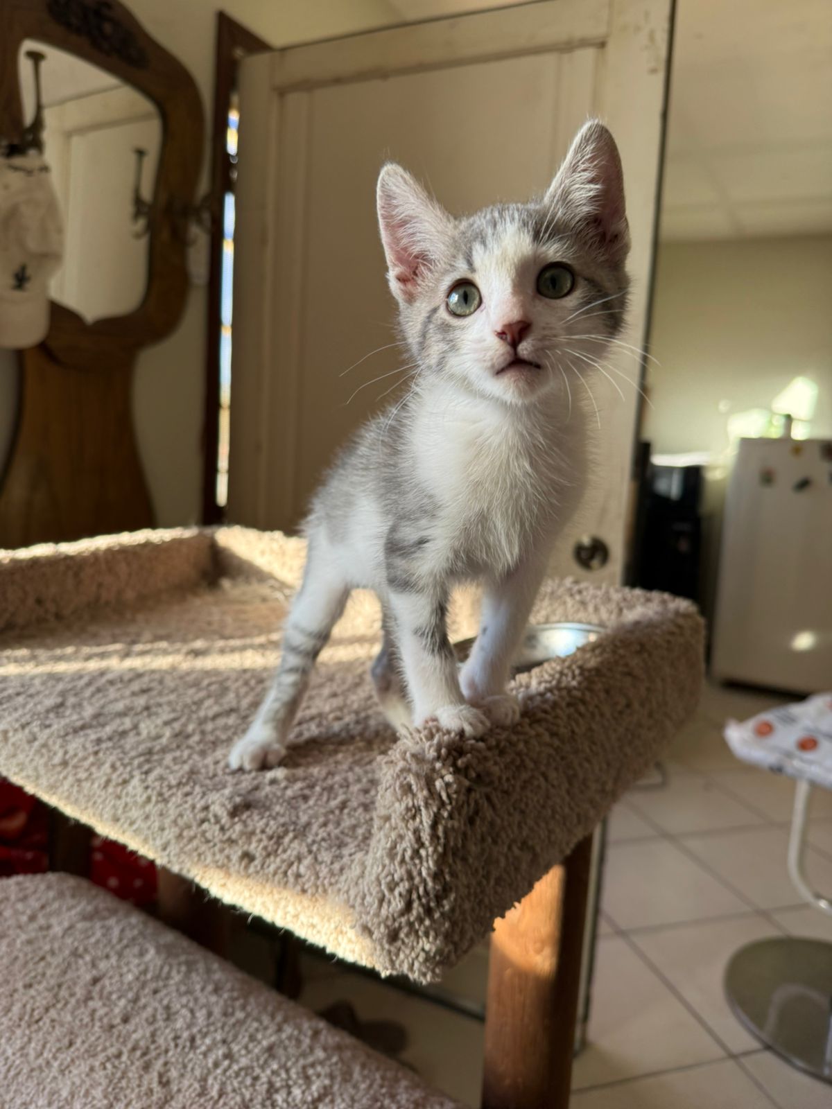 Rescued kitten on a cat tree